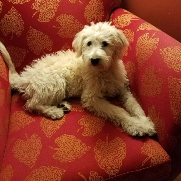 Meet your Posher - Picture 3 of 3